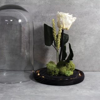 Cupula Con Rosa Blanca