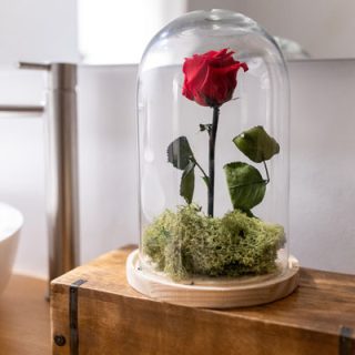 Cupula 15 25 Con Rosa Eterna