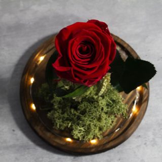 Cupula Rosa 15 25 Base Led Rosa