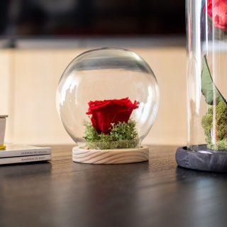 Rosa Eterna Roja Preservada con Cúpula Esférica