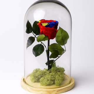 Cúpula diámetro 15 altura 25 con rosa eterna multicolor.