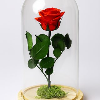 Rosa Eterna Natural Preservada en Cúpula de Vidrio