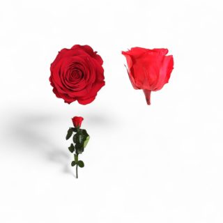Rosa eterna preservada natural regalo para pareja familia amigos